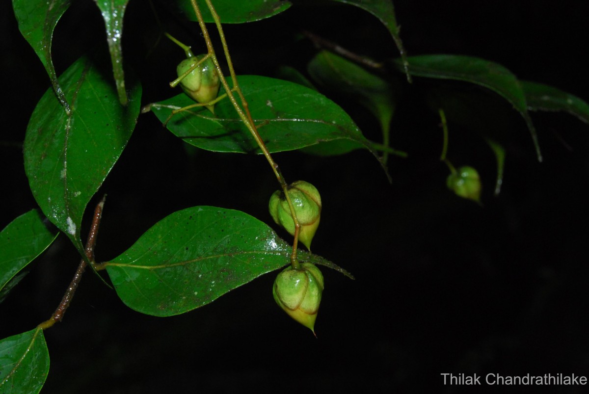 Balanocarpus kitulgallensis Kosterm.